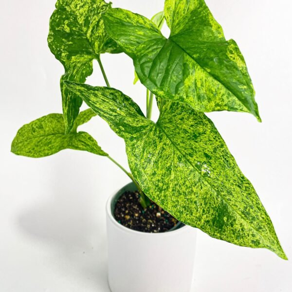 Syngonium Podophyllum 'Mojito' Hybrid