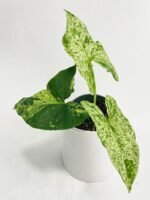 Syngonium Podophyllum 'Mojito' Hybrid - Image 2