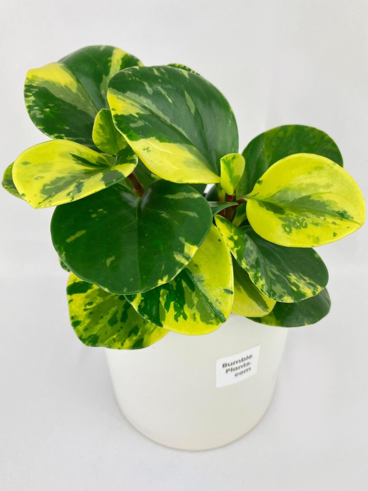 Variegated Peperomia Obtusifolia - Image 1