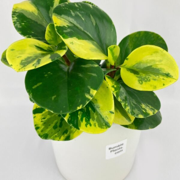 Variegated Peperomia Obtusifolia