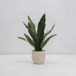 Elegant 16" Faux Snake Plant And Fern Set In Cream Pot - Lifelike Decor For Home Or Office - Image 2
