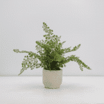 Elegant 16" Faux Snake Plant And Fern Set In Cream Pot - Lifelike Decor For Home Or Office - Image 6