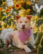 GINGHAM BANDANA - Image 12