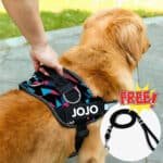 Pawsonalized Harness ( Free Leashes )