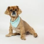 GINGHAM BANDANA - Image 14