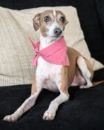 CLASSIC BANDANA - Image 10