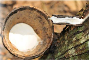 pure latex sap