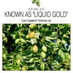 100% Natural Organic Olive Oil. Day Night Moisturizer for Skin Hair Care Face Cuticle Nail Care Natural Body Oils 100ml
