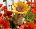 Sunflower hat bunny statue in garden setting with bird feeder detail