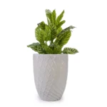 White ceramic planter pot with a matte finish, set on a garden path surrounded by foliage.