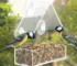 Transparent window bird feeder attached to glass with suction cups, filled with seeds, attracting a cardinal