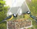 Transparent window bird feeder attached to glass with suction cups, filled with seeds, attracting a cardinal