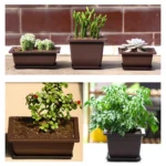 Succulent in plastic pot, angled view showing pot depth.