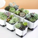 Set of five mini plant pots in pastel colors, arranged in a row on a windowsill with natural light.