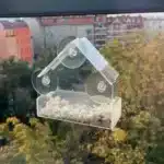 Transparent window bird feeder attached to glass with suction cups, filled with seeds, attracting a cardinal