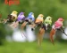 Set of fake bird decorations in various colors perched on a branch