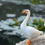 White goose statue placed on a wooden porch step, with sunlight casting soft shadows.