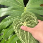 Plant Towels Ultra-Absorbent Quick-Dry Bathroom & Kitchen Towel - Tropical Leaf Design Hand/Thumb Towel with Hanging