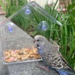 Transparent window bird feeder attached to glass with suction cups, filled with seeds, attracting a cardinal