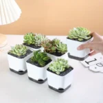Mini herb garden on a windowsill, with labels for each herb, using the self-watering pots.