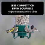 Hanging squirrel proof bird feeder in garden with a chickadee feeding