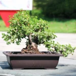 Succulent planted in plastic bonsai pot with tray, close-up side angle.