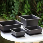 Bonsai pot with tray, filled with soil and small succulent.