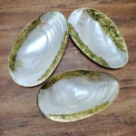 Natural Shell Tray With Golden Metal Edge Mother of Pearl Restaurant Serving Plate Dish Bowl Jewelry Holder Photography