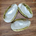 Natural Shell Tray With Golden Metal Edge Mother of Pearl Restaurant Serving Plate Dish Bowl Jewelry Holder Photography Props