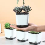 Modern flower pot with water reservoir holding a small succulent, placed on a modern desk.