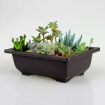 Rectangular planter with tray, containing hen and chicks succulent.